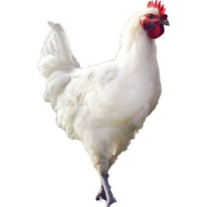 دجاح رومي (طري مذبوح) 2kg